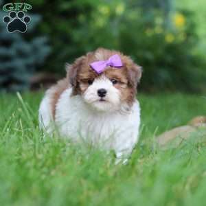 Addie, Havapoo Puppy